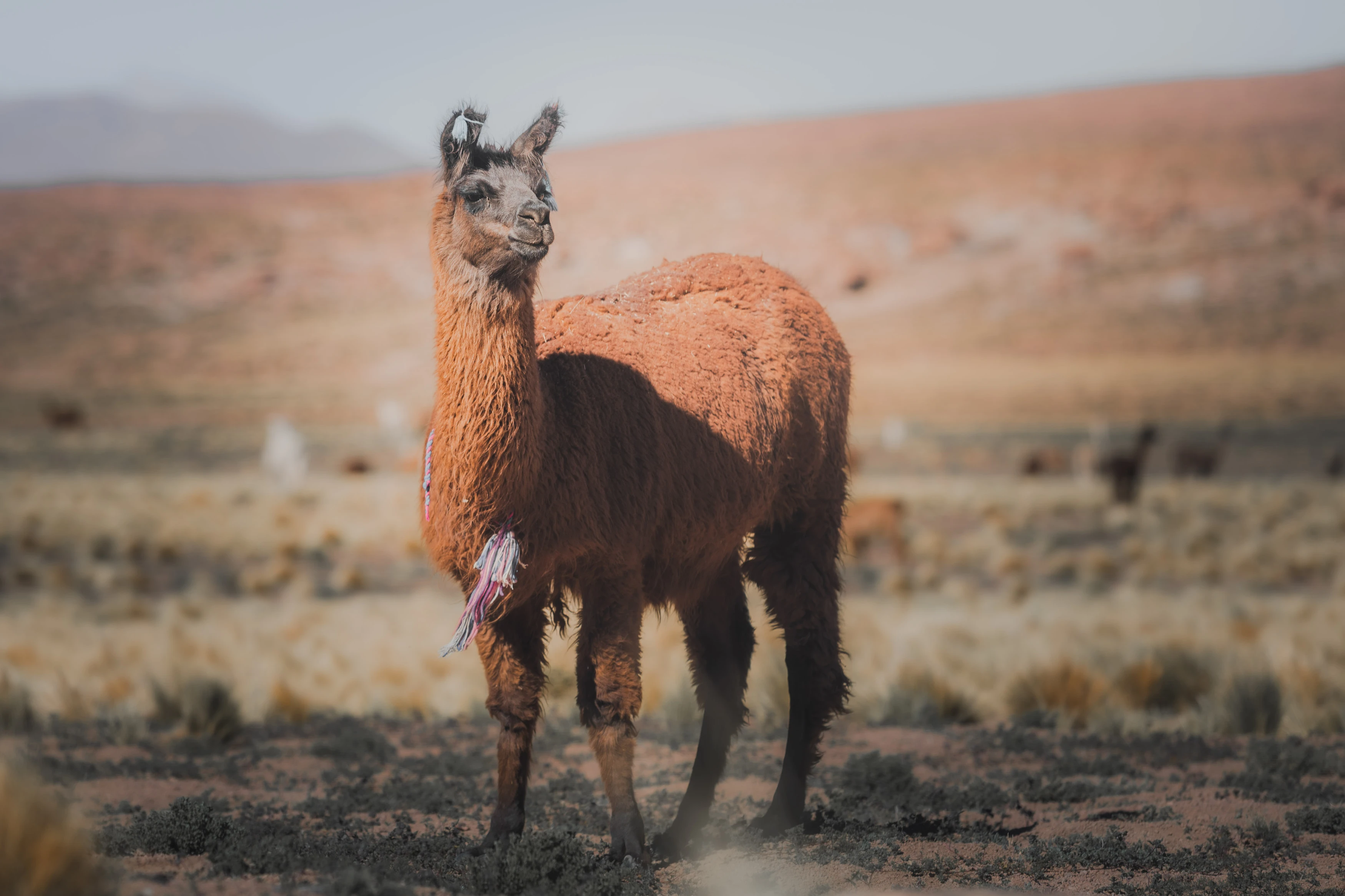 Atacama — photographie 2