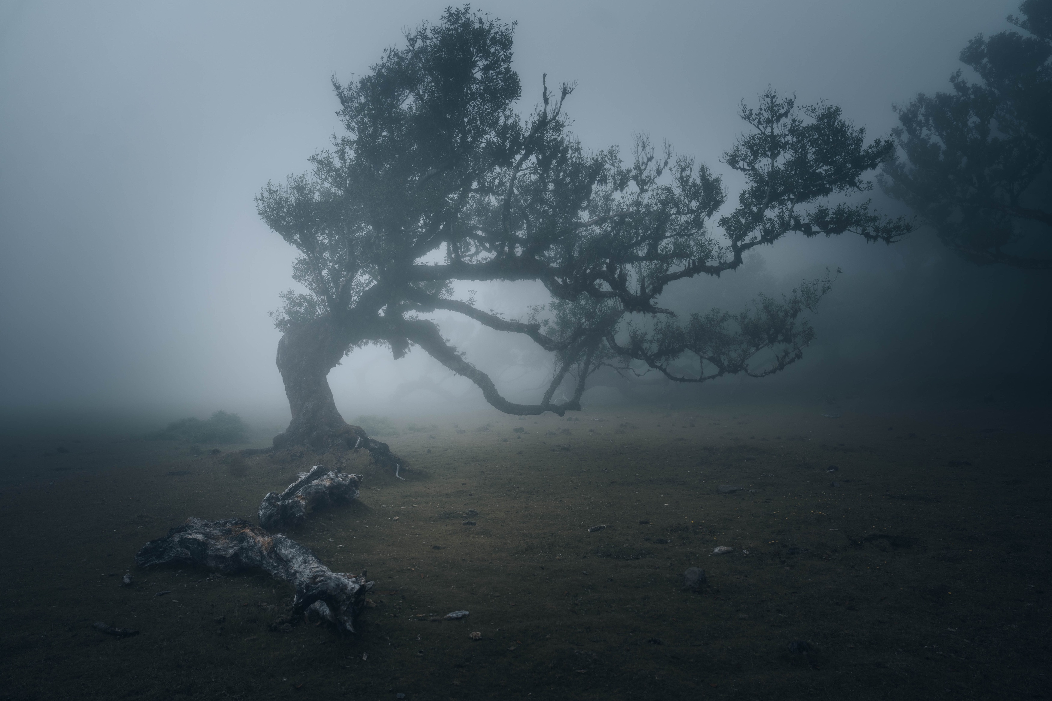 Gardien des brumes