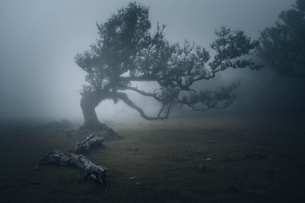 Gardien des brumes