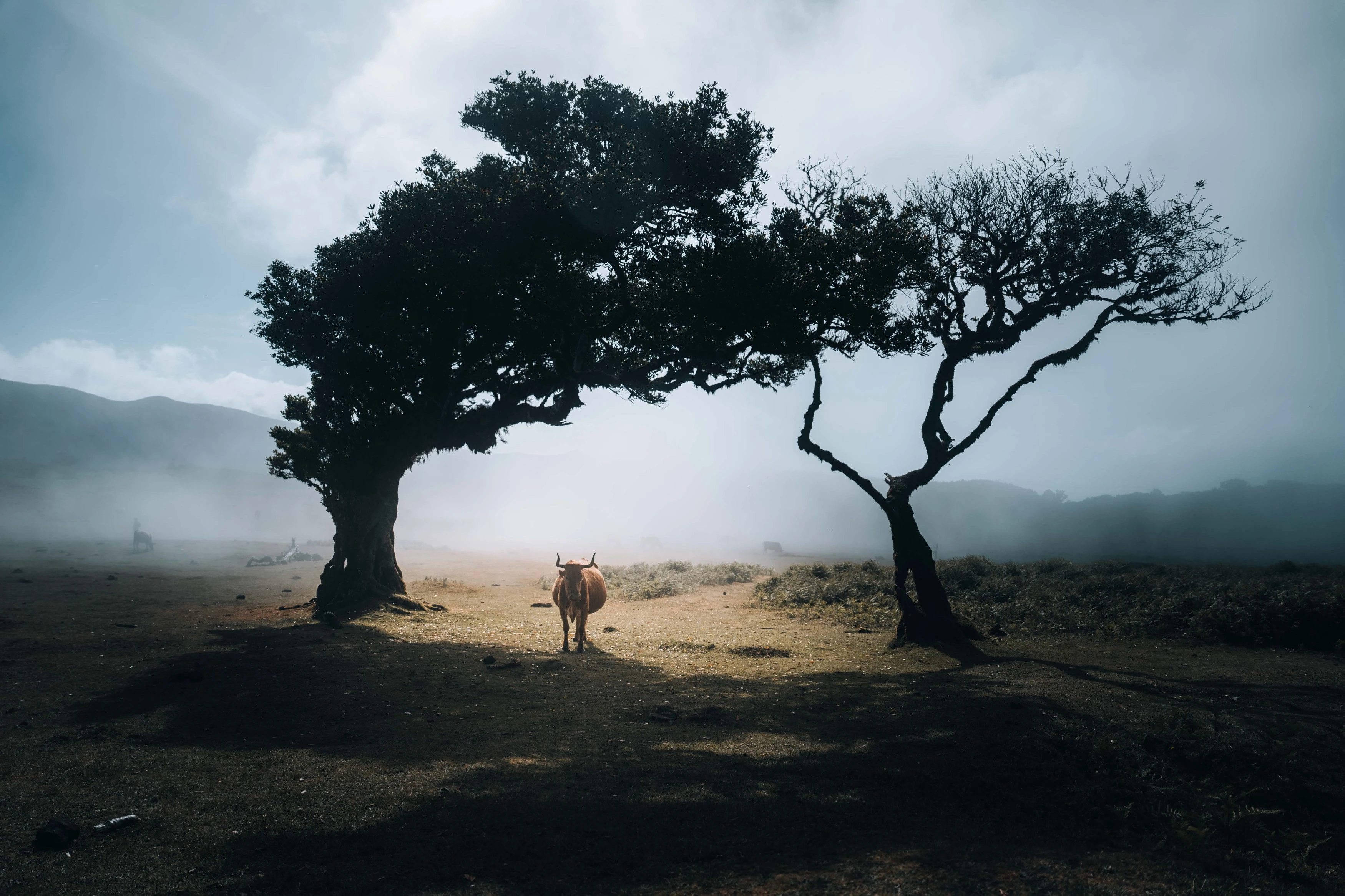 Madère — photographie 7