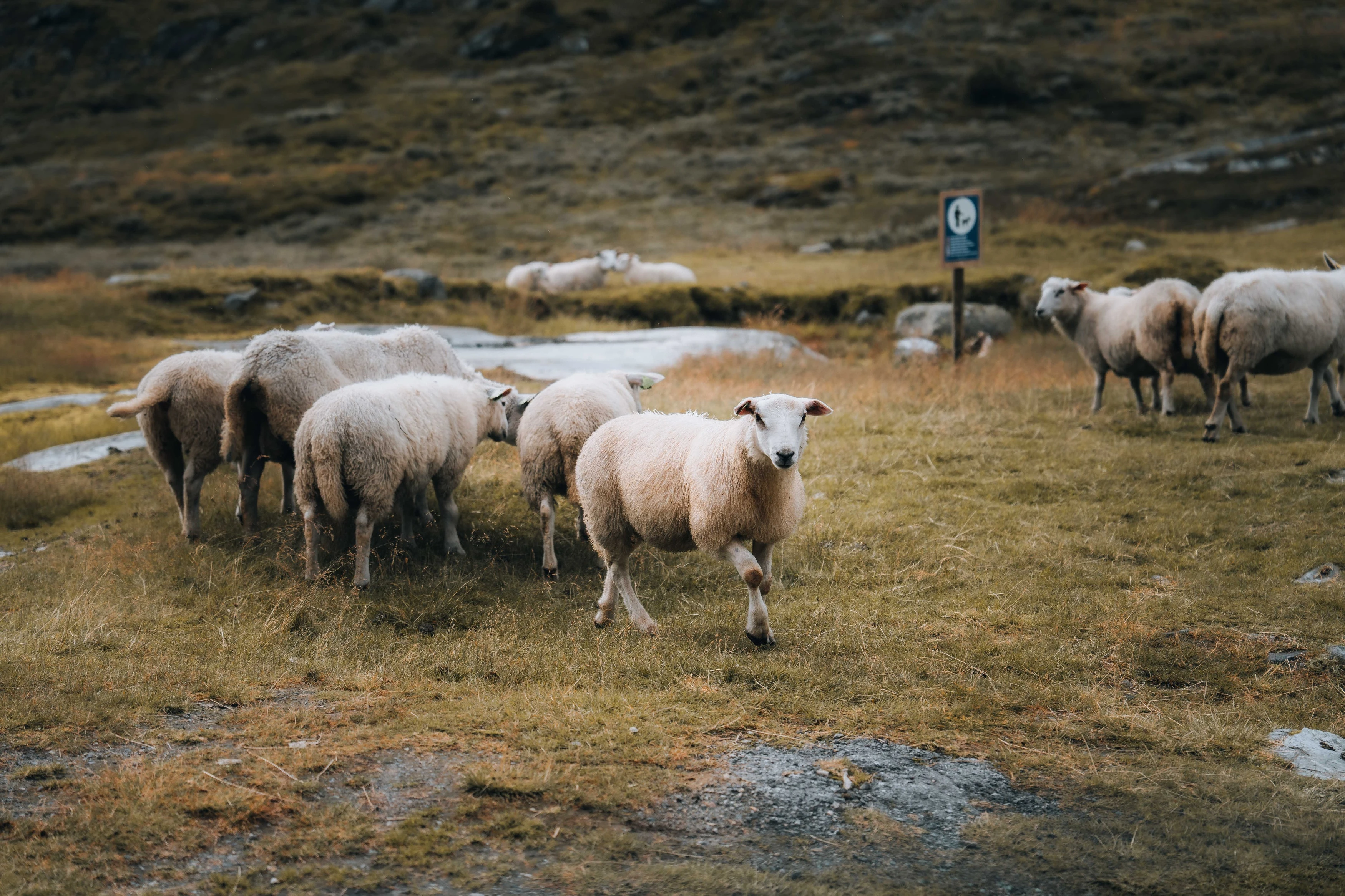 Le troupeau de moutons